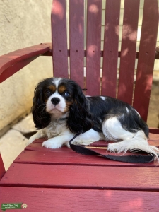 Blue Merle Cavalier King Charles Listing Image