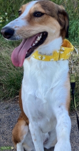 Mixed Female - Canaan/Saluki/Anatolian Sheperd Listing Image