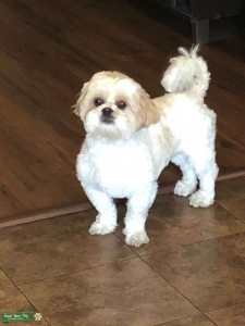 Shih Tzu Stud Listing Image