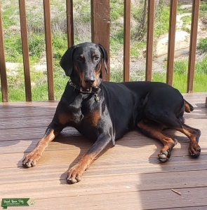 Stud Doberman Looking For Mate!  Listing Image