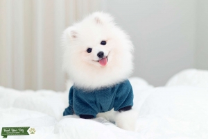 Rare White Pomeranian Stud Listing Image