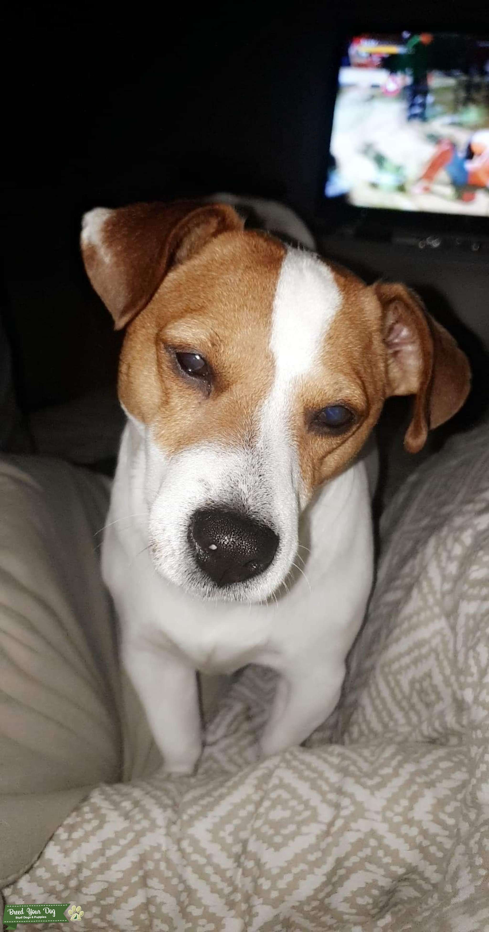 Stud Dog - Jack Russell white with brown patches over the eyes