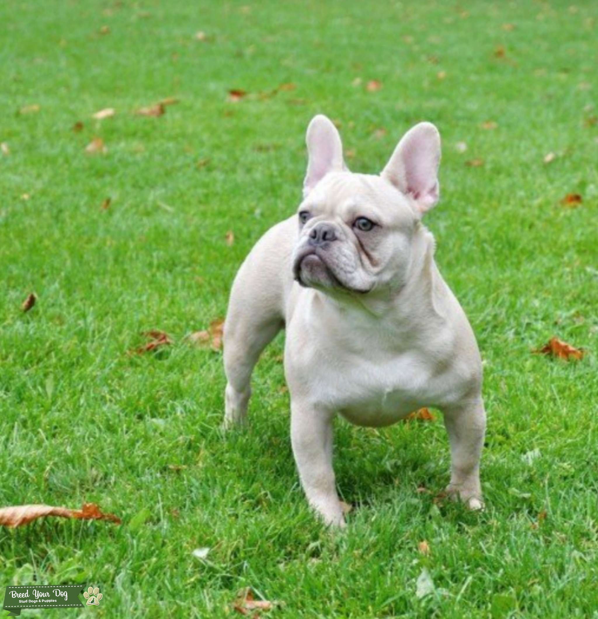 Lilac fawn cream quad carrier Stud Dog in Dunstable, United States