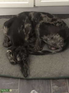 Hancock blue Merle collie x greyhound  Listing Image