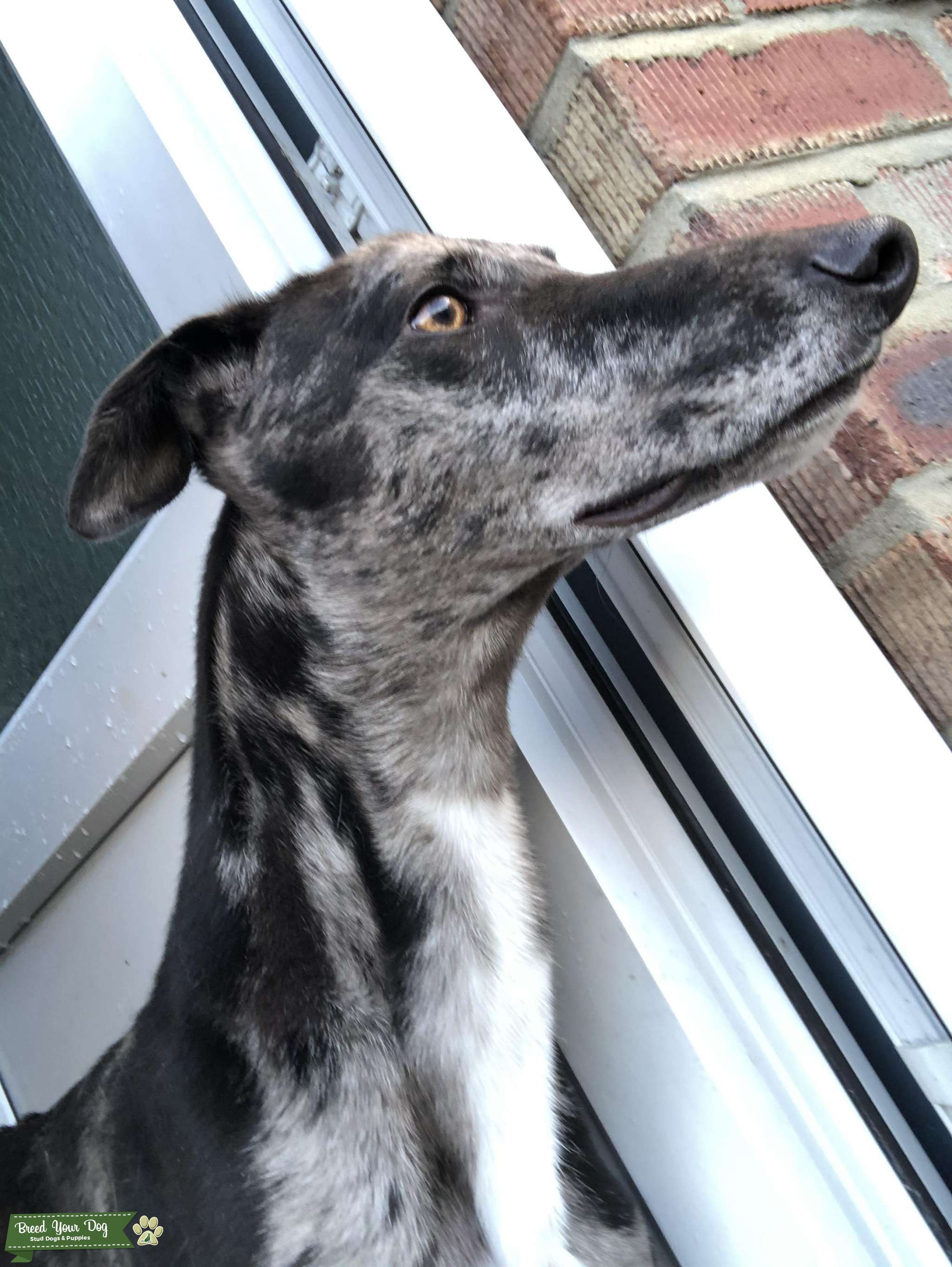 Hancock blue Merle collie x greyhound Stud Dog in Durham, the United