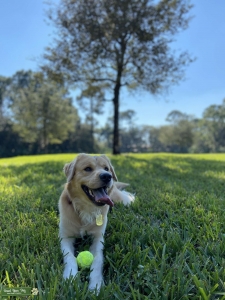 Golden Retriever Stud Listing Image