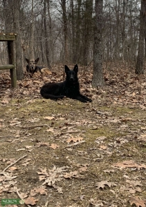 Black GSD looking for stud Listing Image
