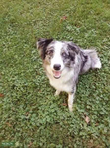Blue Merle Border Aussie  Listing Image