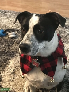 Female Border Collie/Lab Listing Image