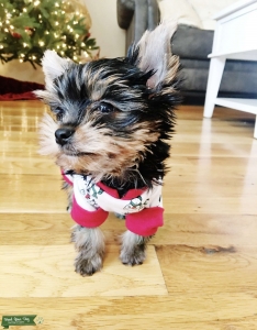 AKC Yorkshire Terrier Stud Listing Image