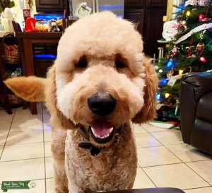 F2 Goldendoodle Stud Listing Image
