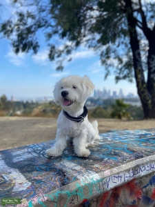 Strong Maltese looking for a girlfriend Listing Image