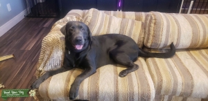 Charcoal lab Listing Image