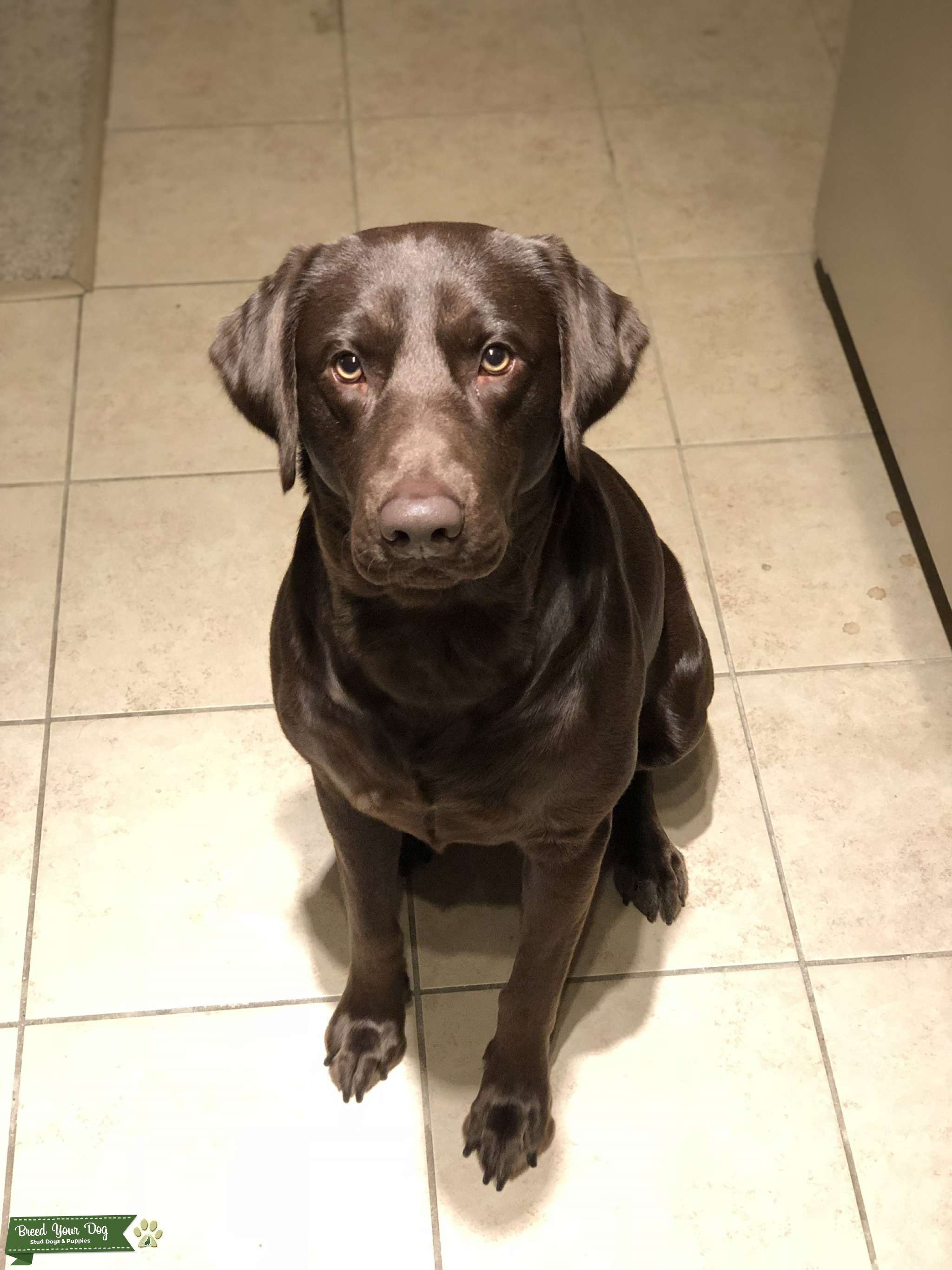 Chocolate Lab Stud Stud Dog in Cary, North Carolina, the United