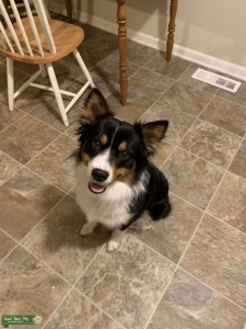 Australian Shepard/Blue heeler Listing Image