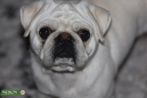 Silver fawn pug Listing Image