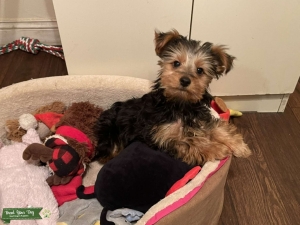 Handsome yorkie boy Listing Image