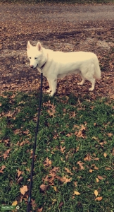Siberian Husky Stud Listing Image