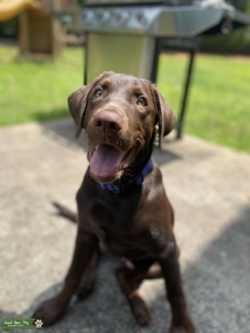 Stud Dog Listing Image