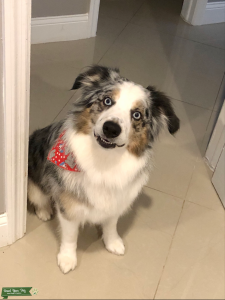 Australian Shepard Blue Merle (white w tan) Listing Image