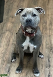 Bluenose Female  ready to breed! Listing Image
