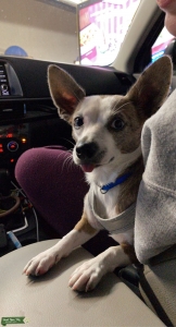 Grey Merle Chihuahua Listing Image