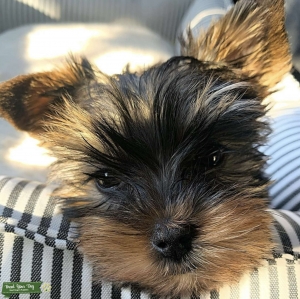 Toy Yorkie Stud Service 3.7 Pounds Listing Image
