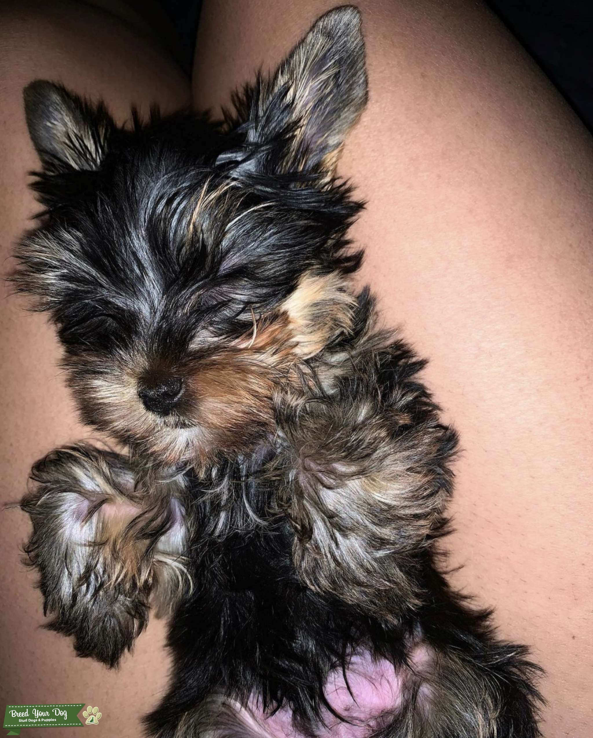 Stud Dog Toy Yorkie Stud Service 3.7 Pounds Breed Your Dog