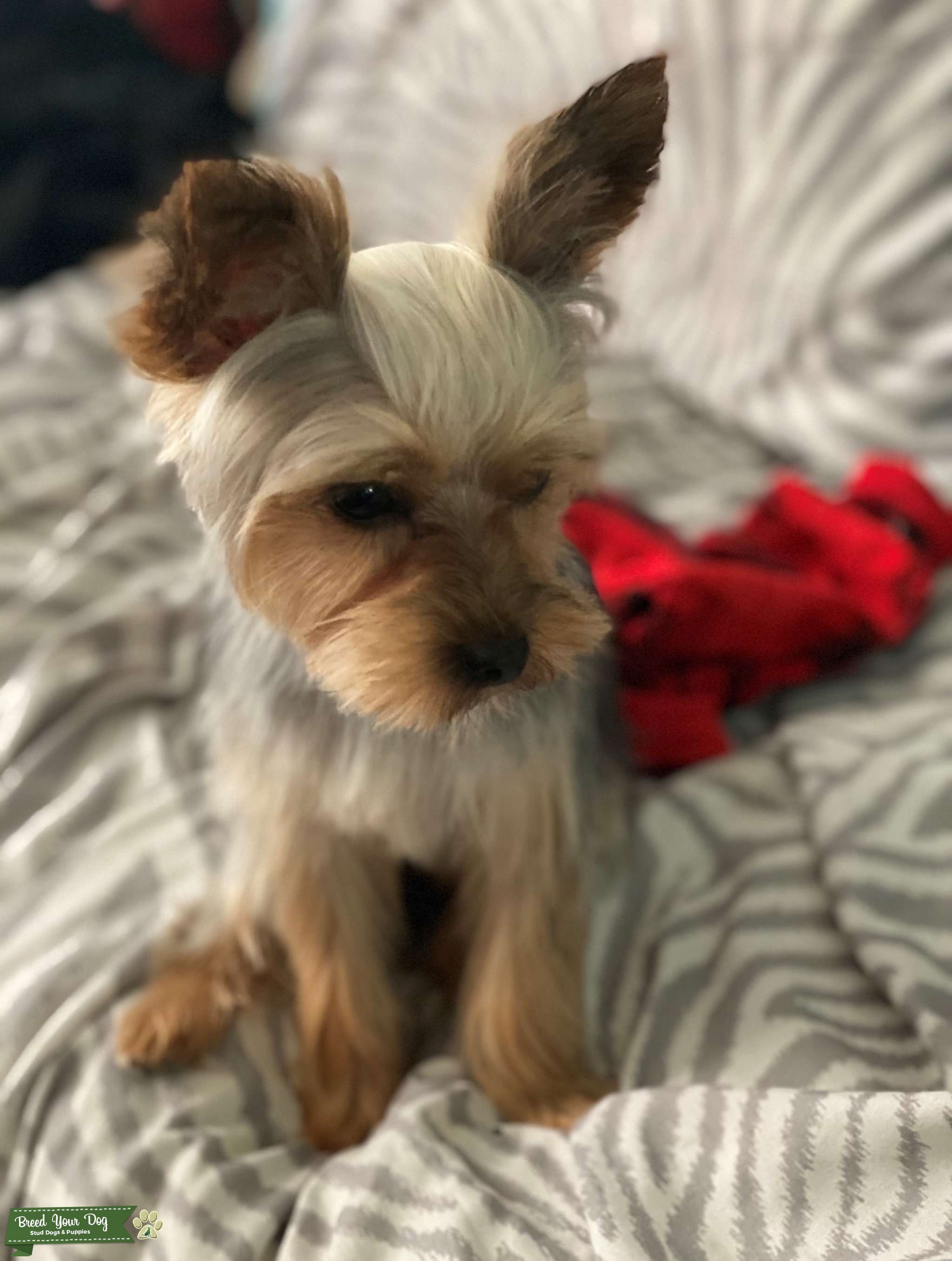 Stud Dog Toy Yorkie Stud Service 3.7 Pounds Breed Your Dog