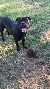 Male Cane Corso Listing Image
