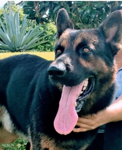German shepherd for stud Listing Image