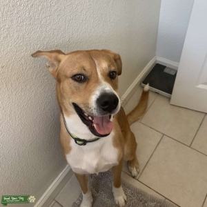 Male Boxer mix Listing Image