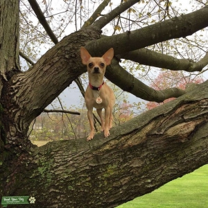 Tacobell Chihuahua Listing Image