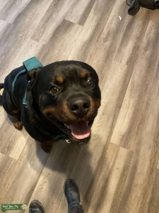 Male Rottweiler aka registered  Listing Image