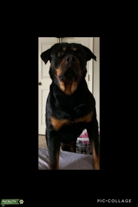 American/German Rottweiler Stud Listing Image