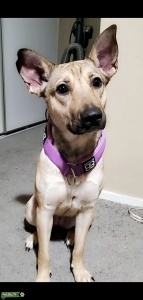 Female German Shepherd ready to breed Listing Image