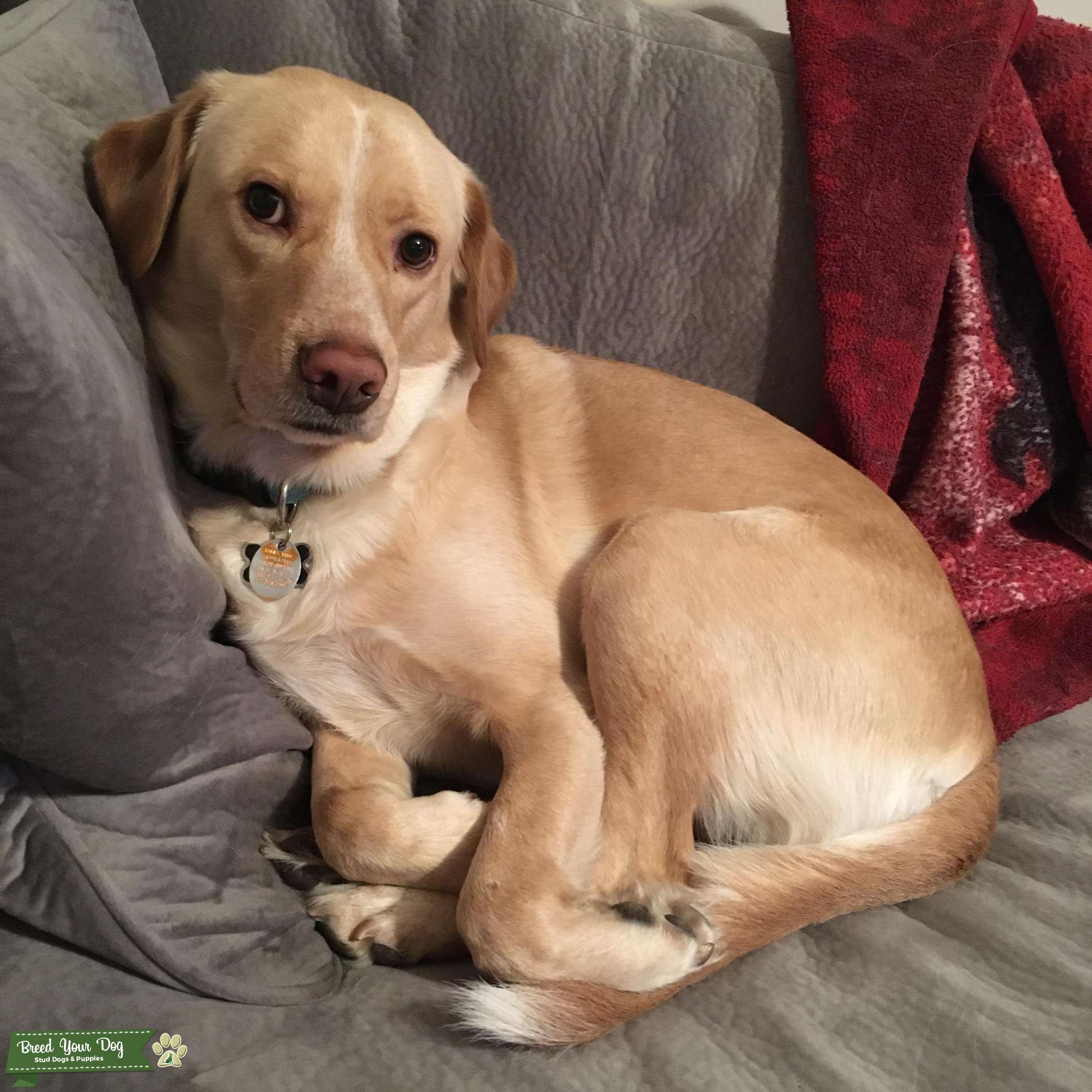 Australian Shepherd lab mix stud Stud Dog Elkhart Breed Your Dog