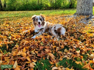 Merle Australian Shepherd Listing Image