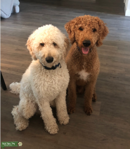 Red and White Labradoodles Listing Image