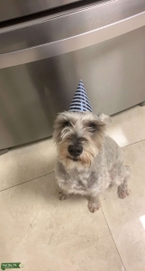 Miniature schnauzer stud looking for female Listing Image