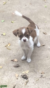Terrier Chihuahua  looking for a boyfriend Listing Image