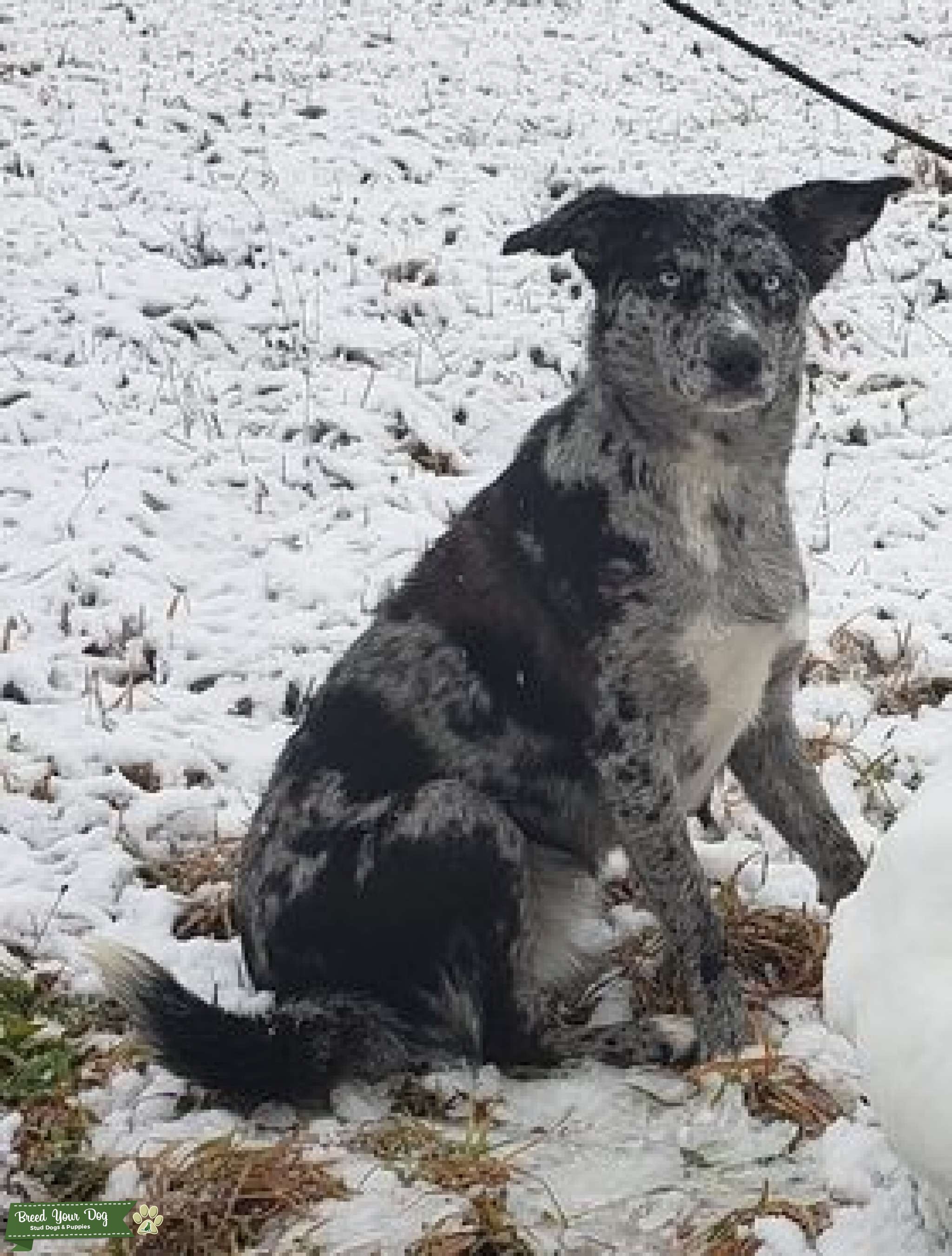 Border Collie lab mix Stud Dog in Pennsylvania, the United States Breed Your Dog