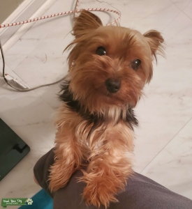 Female Yorkie looking for a Stud Listing Image