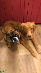 AKC registered stud  Listing Image