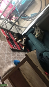 Looking For Stud to Breed Listing Image