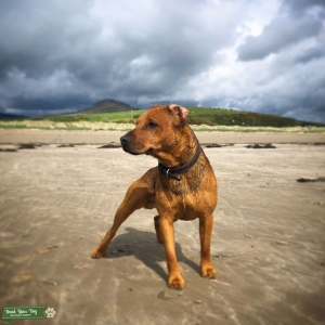 Patterdale Terrier Stud Listing Image