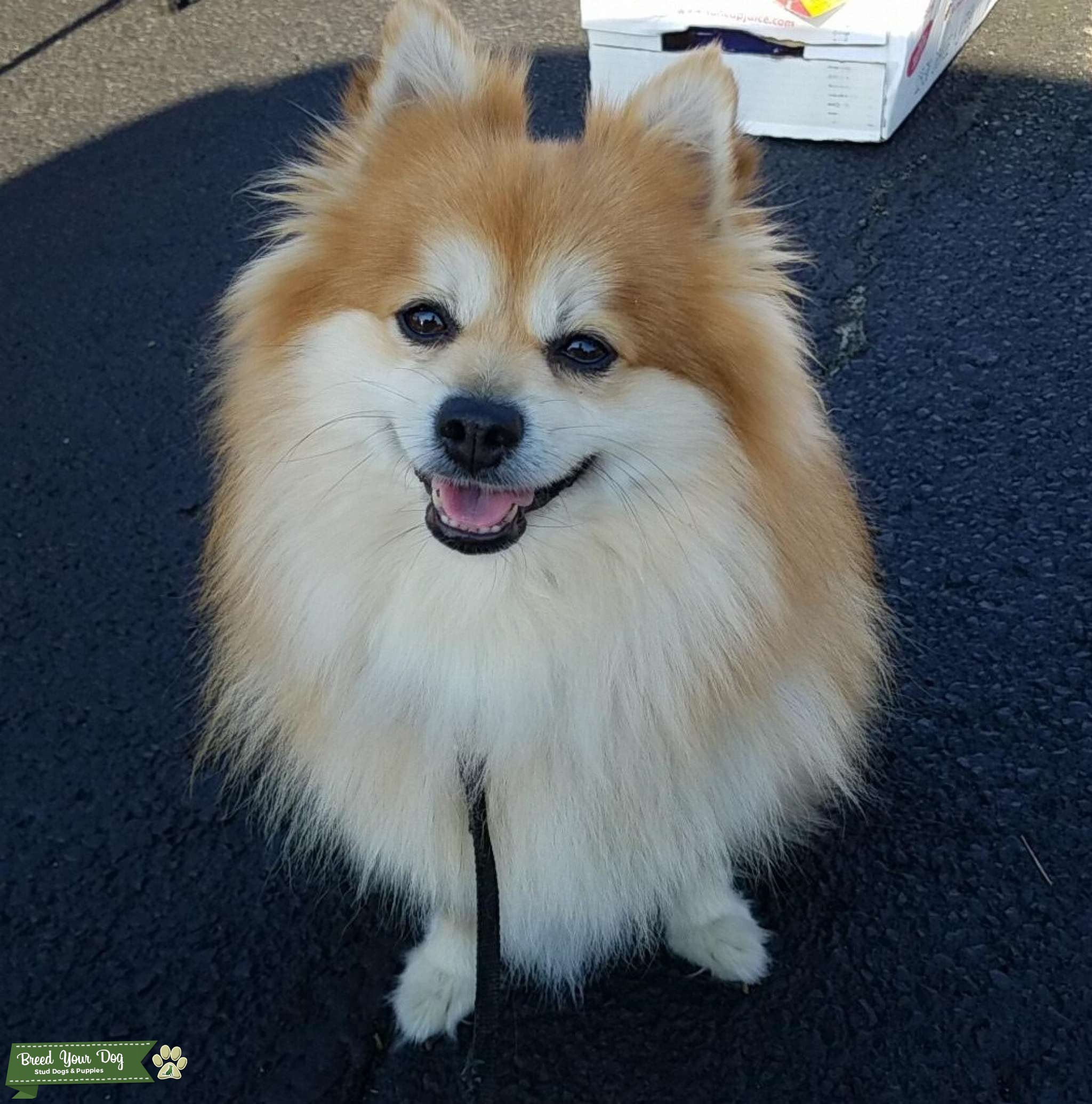 Male Pomeranian Stud Stud Dog in OH, United States Breed Your Dog