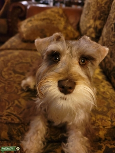 AKC Certified Young Stud Listing Image