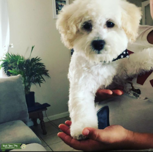 White Standard poodle/ Bishon Frise Stud Listing Image