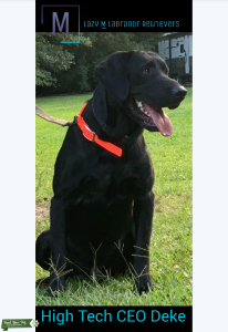 AKC Labrador Retriever Stud Listing Image